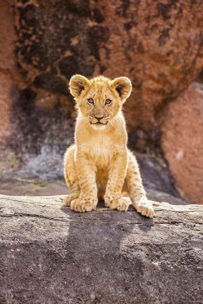 Adorable Baby Lion Wallpaper: Wild Charm with Earth Tones