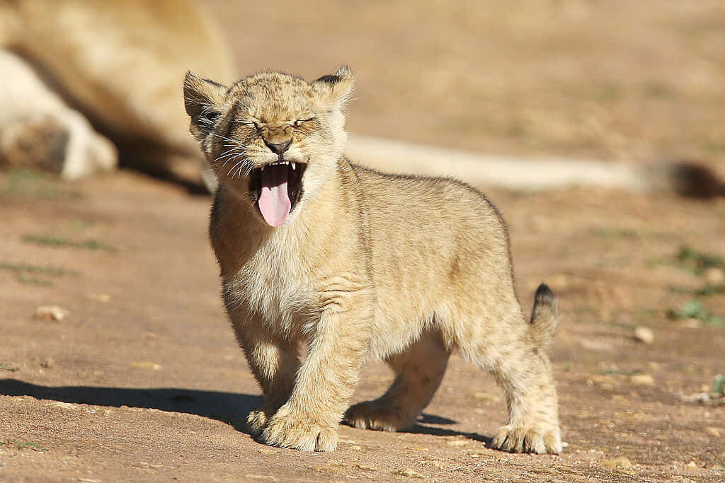 Adorable Baby Lion Roaring on Sunlit Path - Curious Adventure Wallpaper