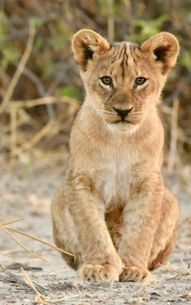 Adorable Baby Lion Wallpaper: Innocence on Sandy Terrain