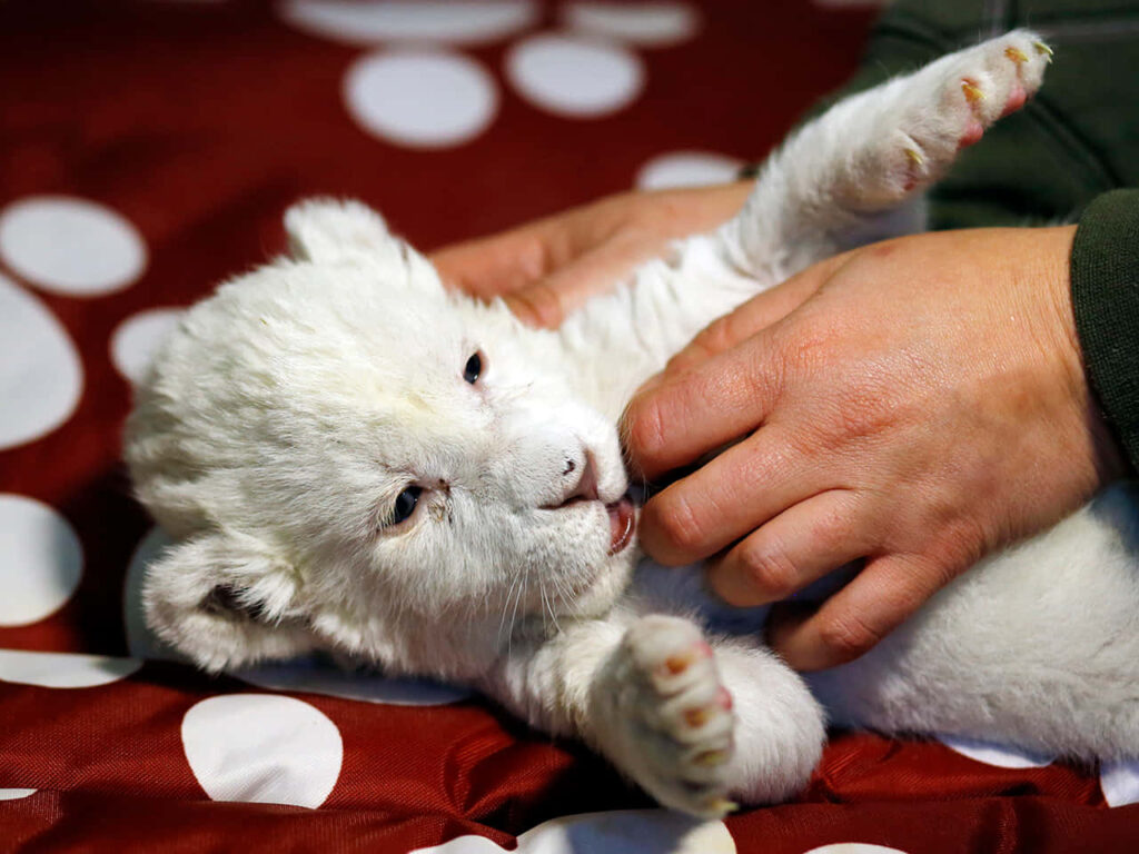 Playful Baby Lion: Adorable Innocence in Gentle Handling Wallpaper