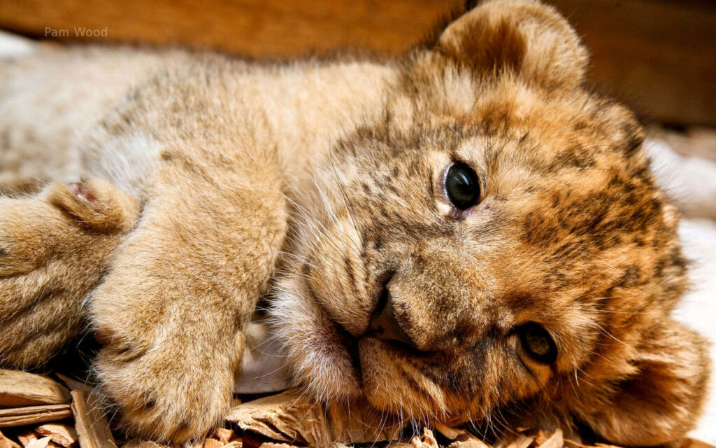 Adorable Baby Lion Wallpaper: Soft Fur & Playful Innocence