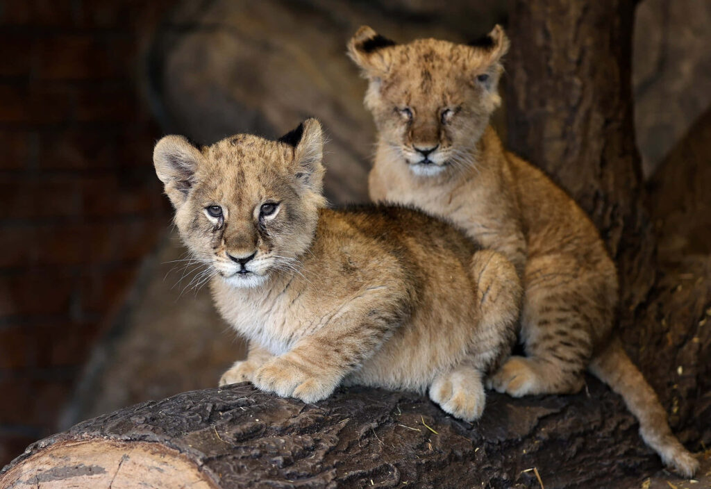 Curious Baby Lions Resting on Branch: A Wild Portrait of Innocence Wallpaper