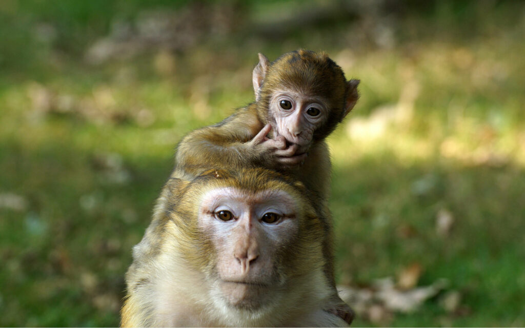 Adorable Baby Monkey Resting on Adult – Charming Nature Wallpaper