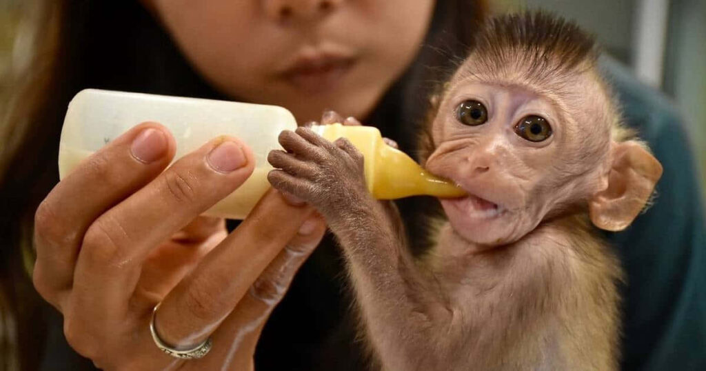 Adorable Baby Monkey Bottle-Feeding - Heartwarming Wallpaper