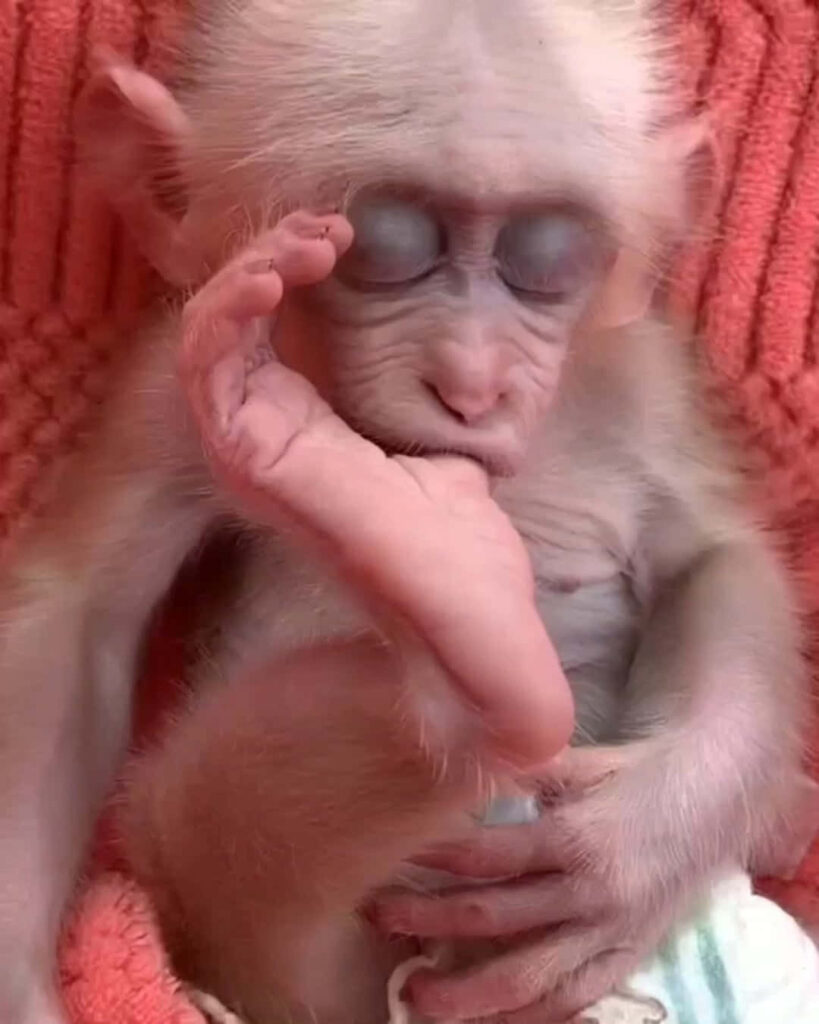 Adorable Baby Monkey: Soft Fur & Innocence Against Cozy Background Wallpaper