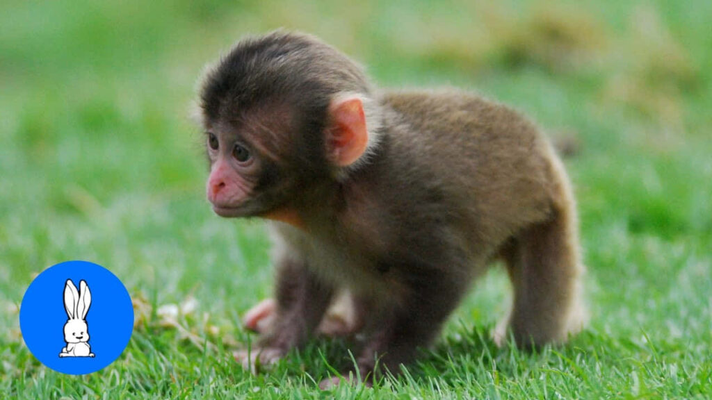 Adorable Baby Monkey Exploring Grassy Landscape: Heartwarming Curiosity Wallpaper
