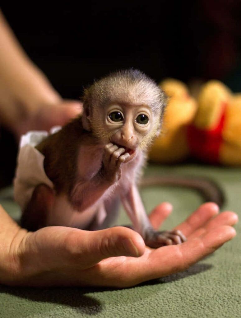 Charming Baby Monkey Wallpaper: Adorable Hand-Hosted Scene