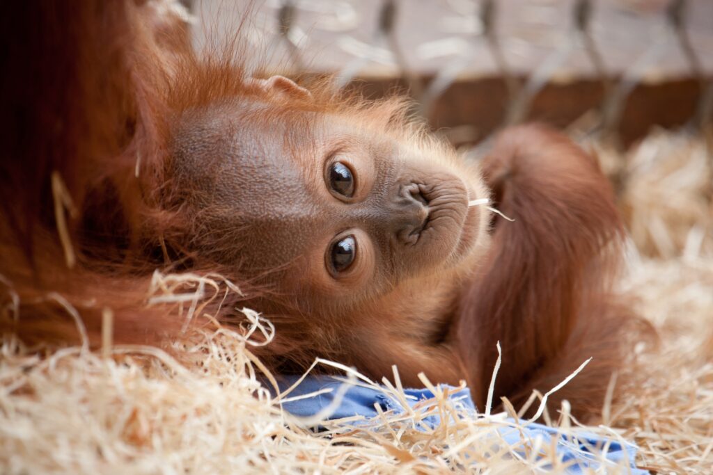 Cute Baby Monkey on Straw Bed: Heartwarming Wallpaper Background