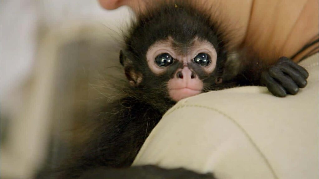 Adorable Baby Monkey Wallpaper: Heartwarming Innocence & Beauty