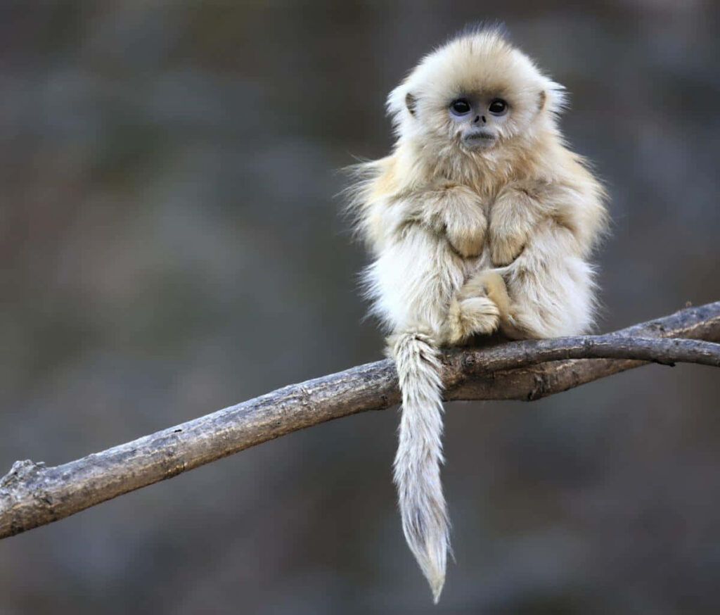 Adorable Baby Monkey on Branch: Heartwarming Wallpaper Background