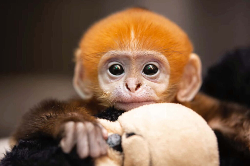 Adorable Baby Monkey Holding Stuffed Animal - Heartwarming Wallpaper