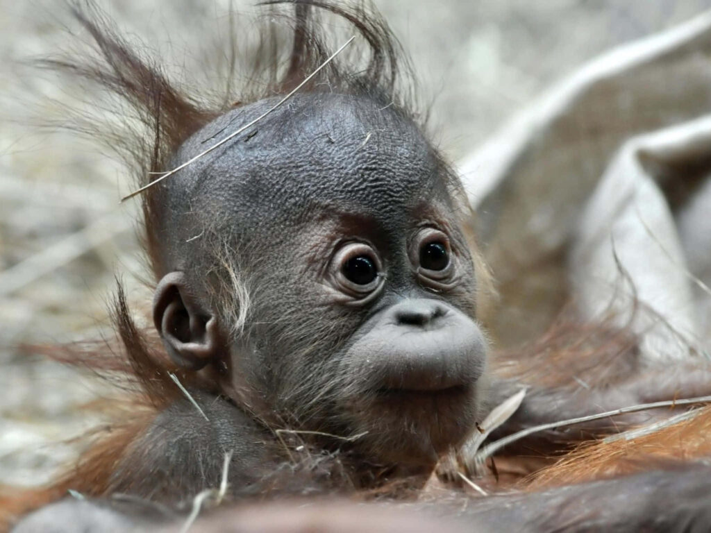 Adorable Baby Monkey Wallpaper: Charming Expressions & Soft Fur