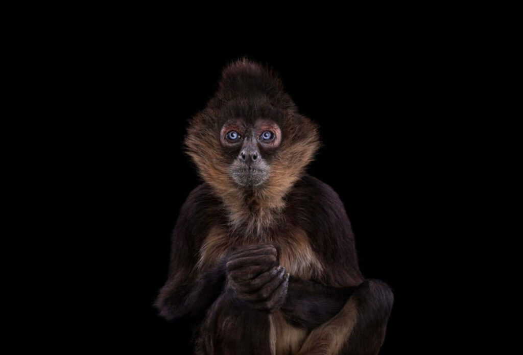 Adorable Baby Monkey Wallpaper on Dark Background - Heartwarming Image