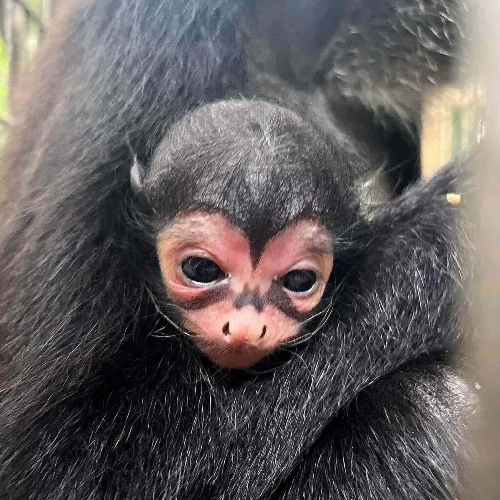 Adorable Baby Monkey & Mom Wallpaper - Heartwarming Animal Scene