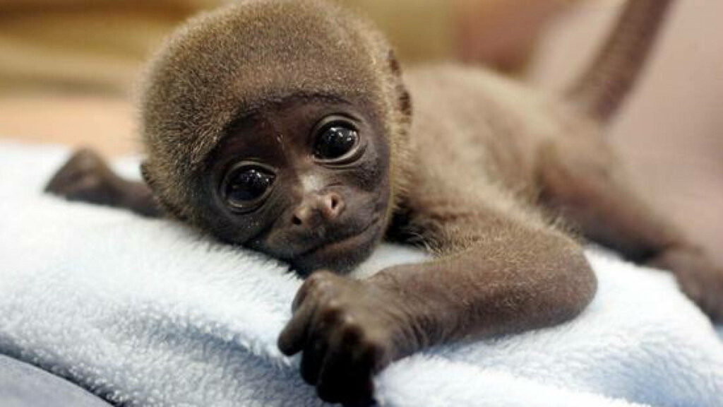 Adorable Baby Monkey on Soft Towel - Heartwarming Wallpaper
