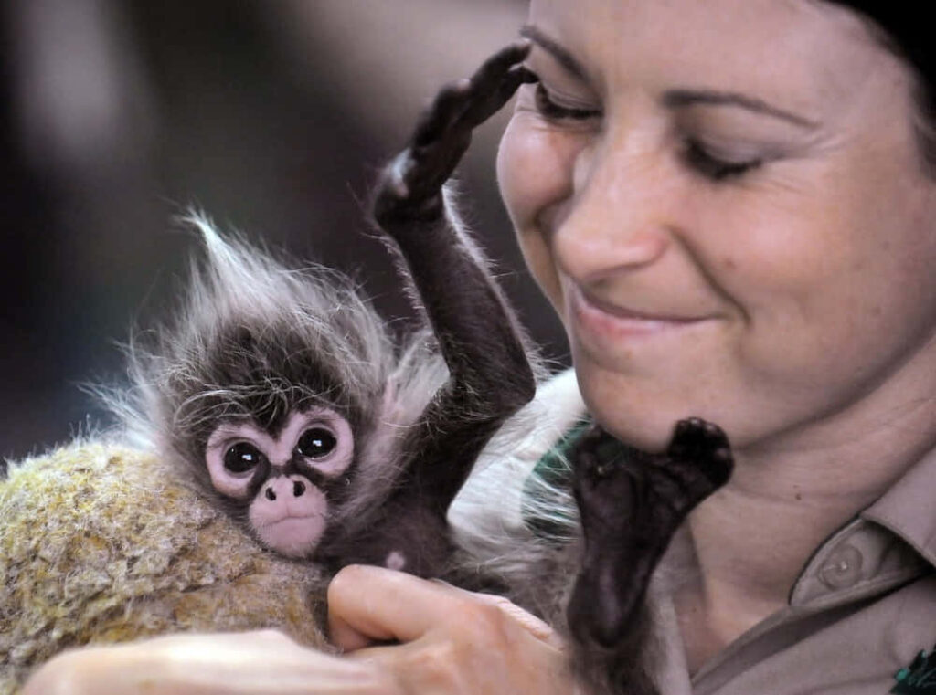 Adorable Baby Monkey on Old Tree - Heartwarming Wallpaper Background