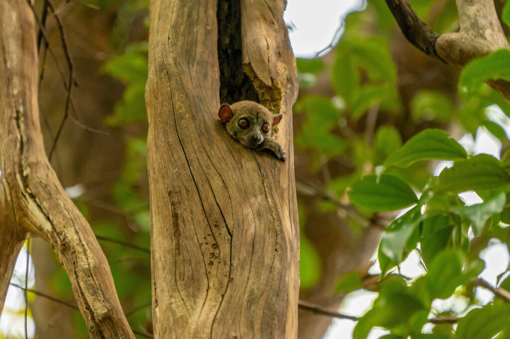 Endearing Baby Monkey in Tree Hollow - Whimsical Nature Wallpaper