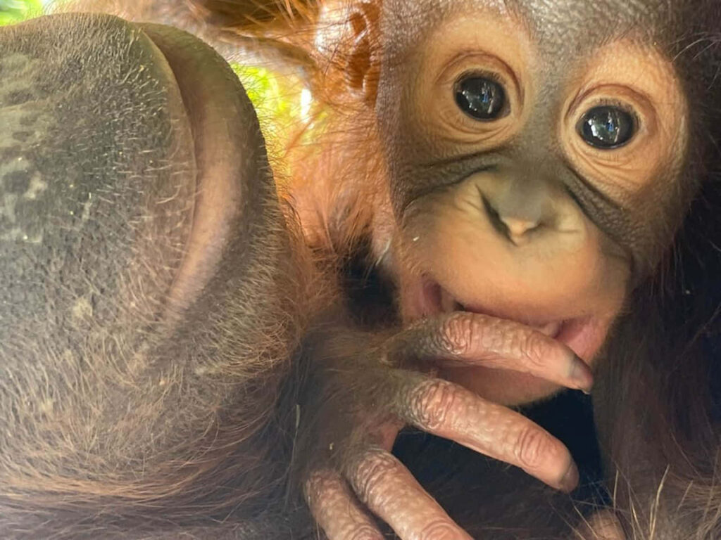 Adorable Baby Monkey: Close-Up of Playful Curiosity in Nature Wallpaper
