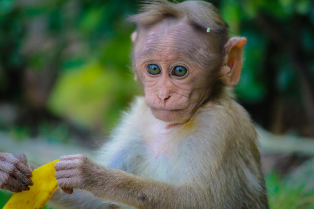Cute Baby Monkey in Lush Jungle – Adorable Nature Wallpaper