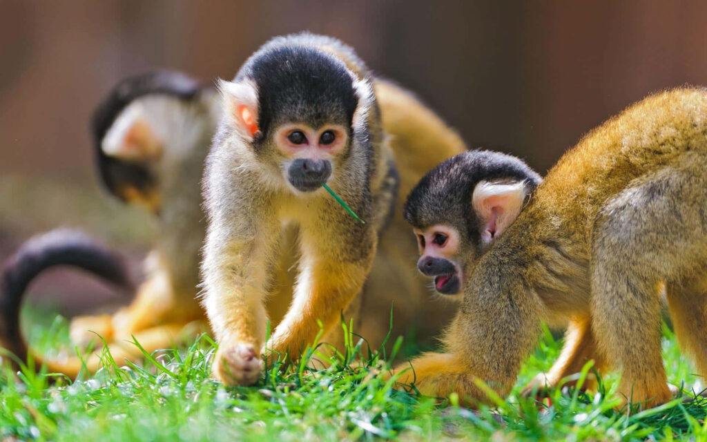 Adorable Baby Monkeys Exploring Grass - Cheerful Wallpaper Background