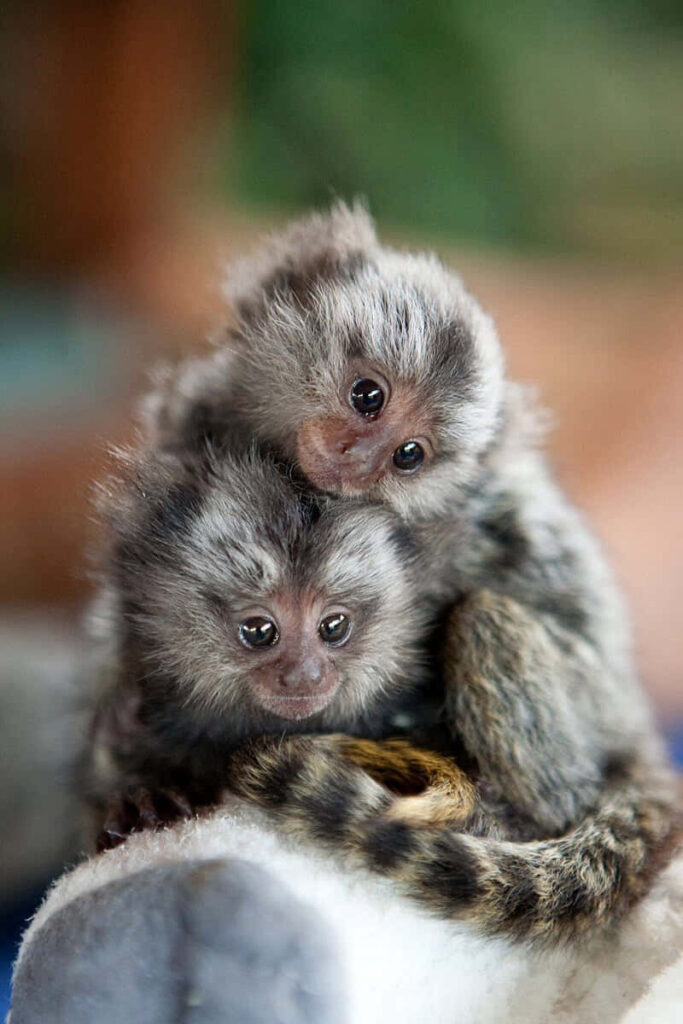 Adorable Baby Monkeys Snuggled Together - Cute Wallpaper Background