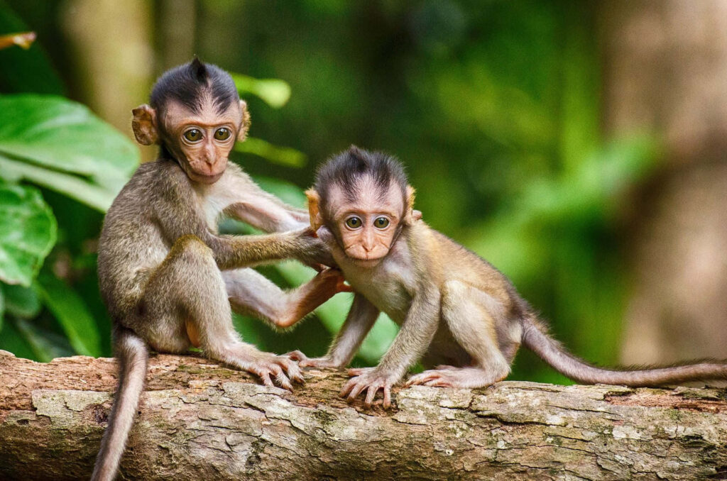 Adorable Baby Monkeys on Tree Branch - Heartwarming Nature Wallpaper