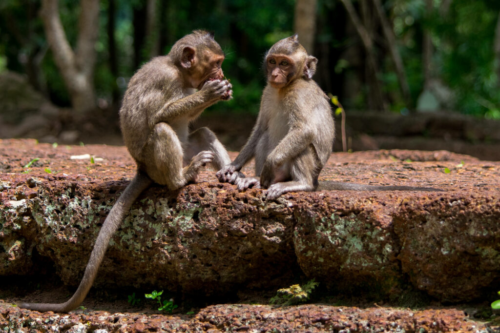 Endearing Baby Monkeys in Lush Forest Wallpaper Background