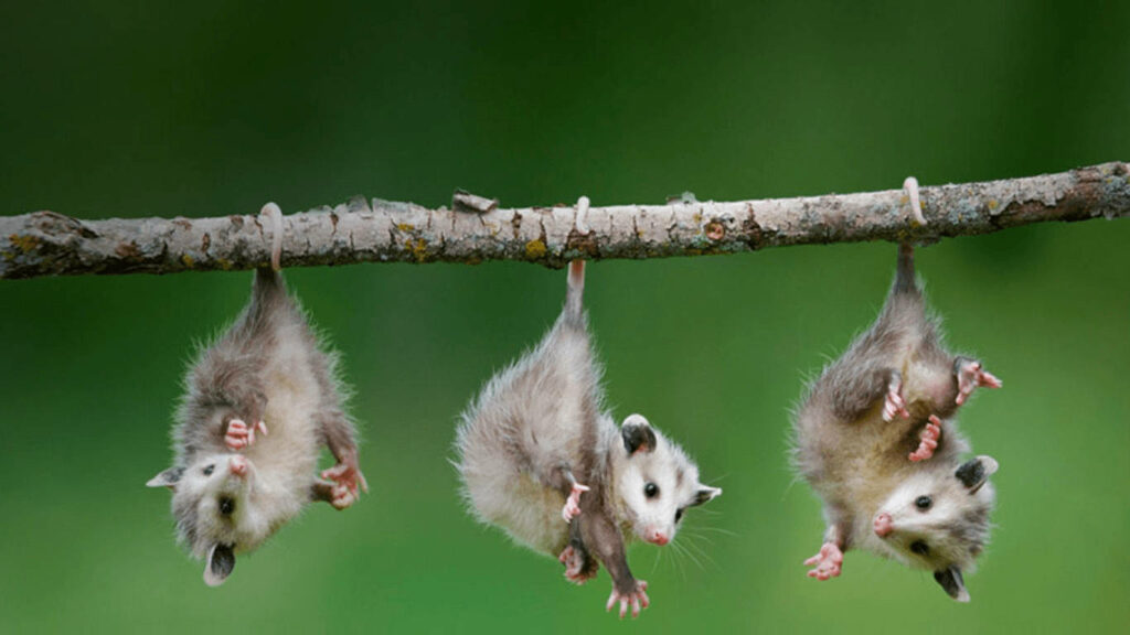 Adorable Baby Opossums Hanging Upside Down - Whimsical Nature Wallpaper