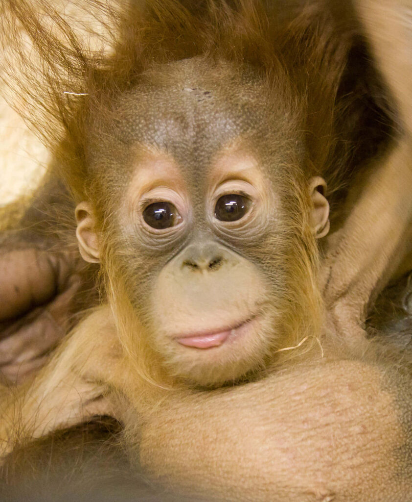 Adorable Baby Orangutan Close-Up: Playful Expression & Soft Fur Wallpaper