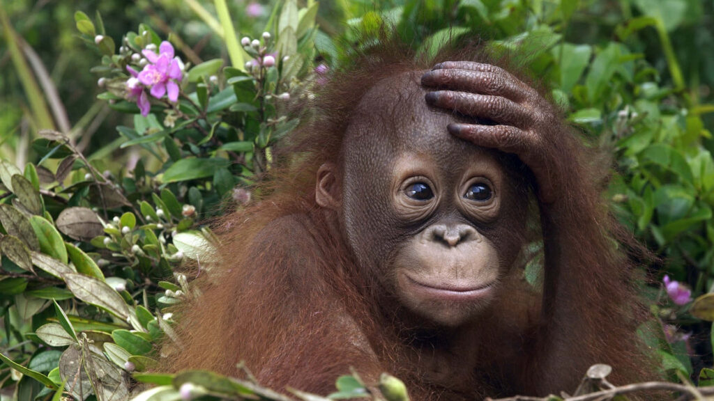 Adorable Baby Orangutan in Lush Greenery - Serene Nature Wallpaper