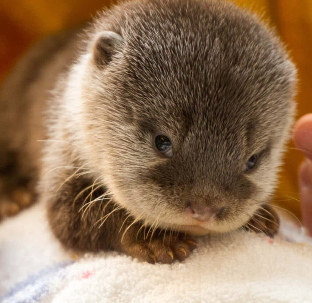 Adorable Baby Otter on Soft Blanket - Cute Animal Wallpaper