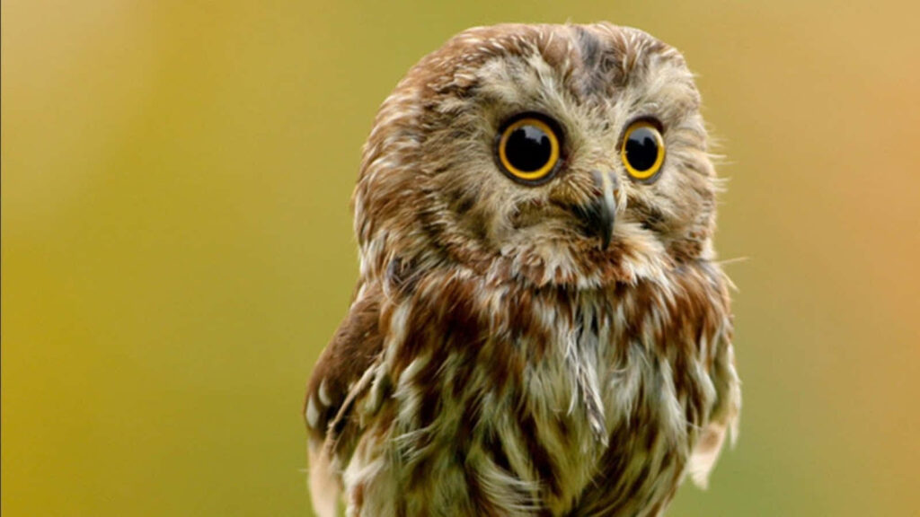 Adorable Baby Owl Wallpaper with Warm Earthy Tones Background
