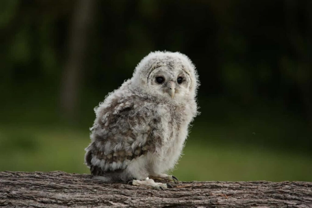 Adorable Baby Owl Perched on Tree Branch - Cuteness Overload Wallpaper