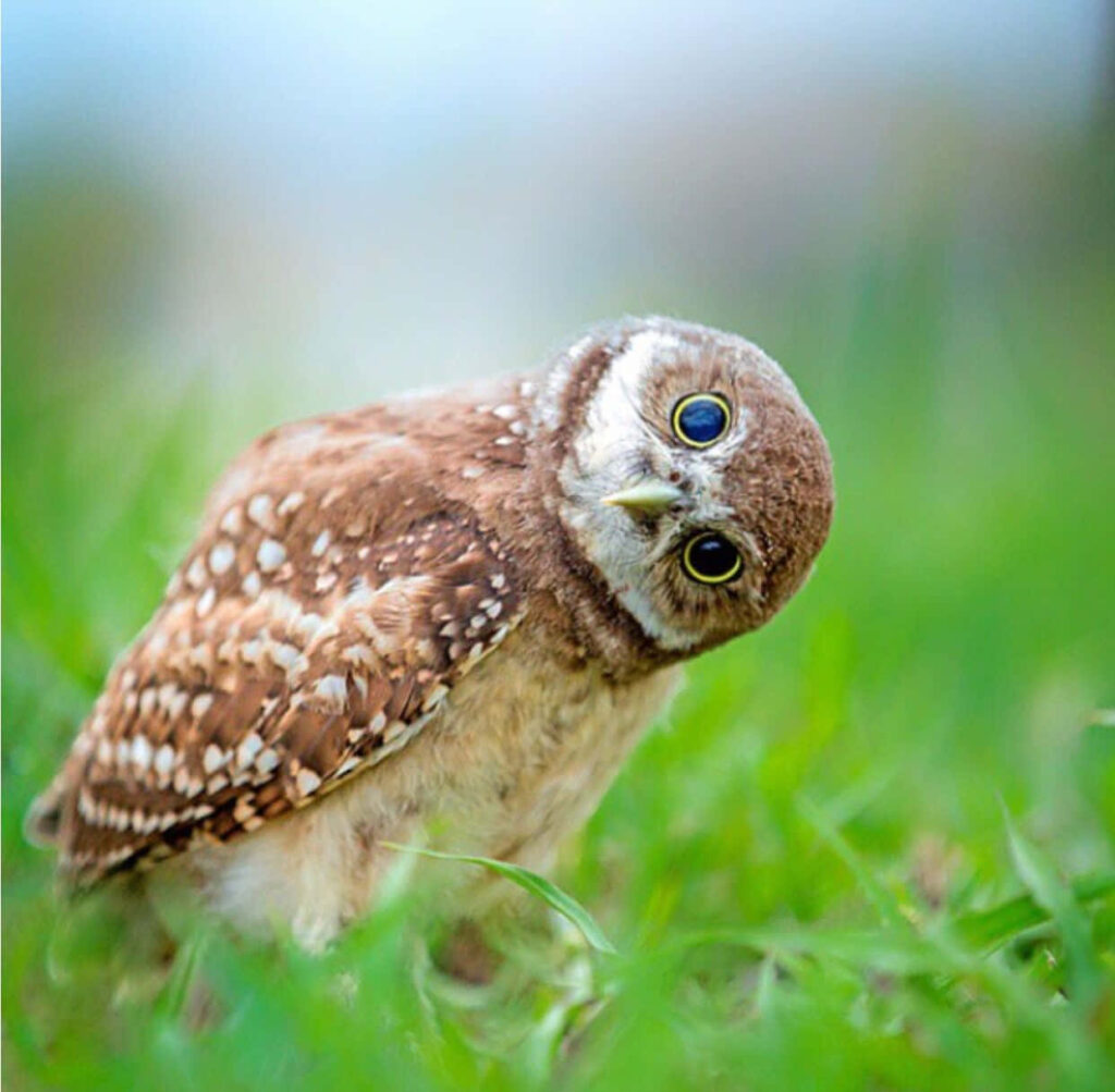 Charming Baby Owl Wallpaper in Lush Green Grass Setting