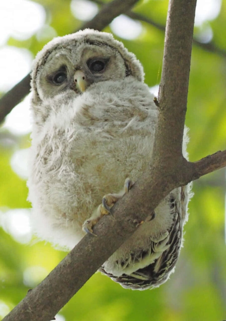 Adorable Baby Owl Napping on Tree Branch – Serene Nature Wallpaper