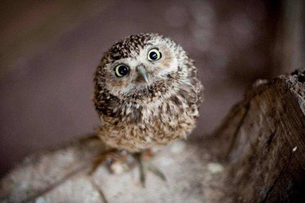 Adorable Baby Owl Wallpaper: Charming Curiosity on Rustic Wood