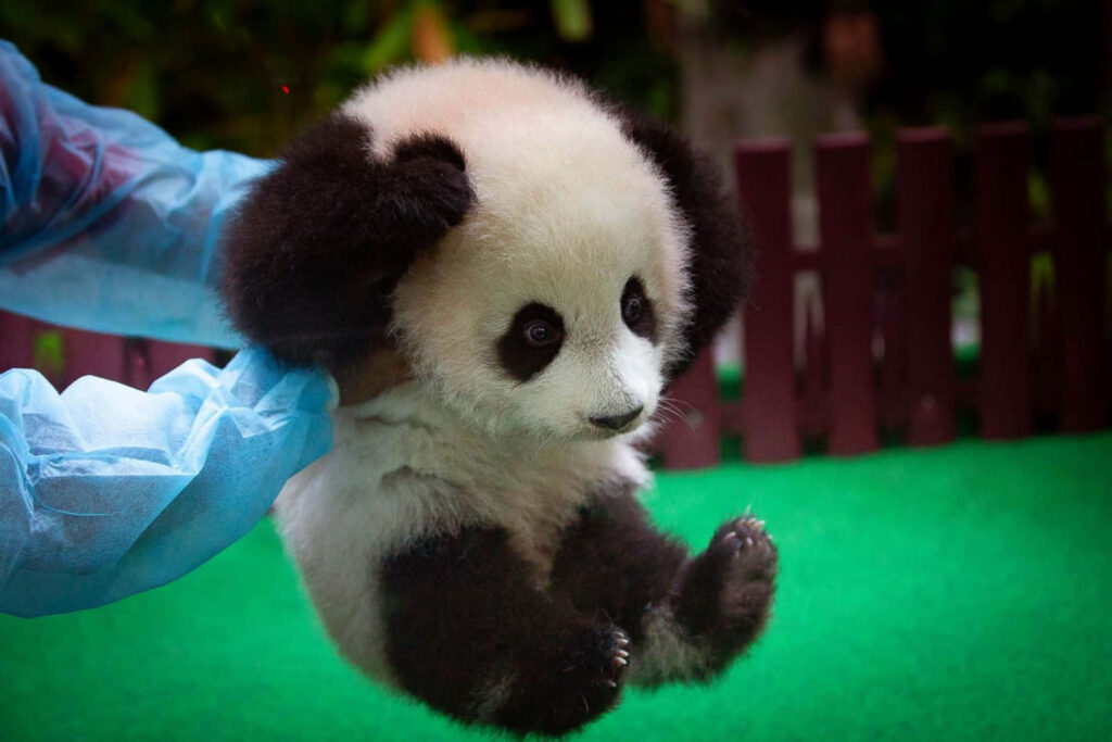 Adorable Baby Panda Delight Against Lush Green Background Wallpaper