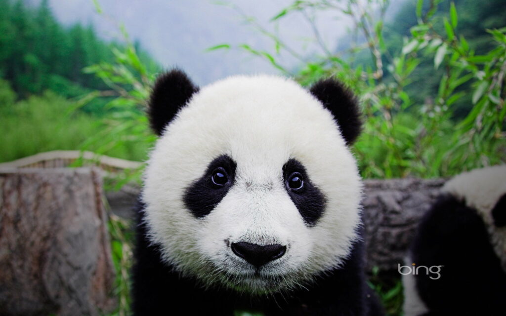 The Heartwarming Charm of Baby Pandas at Wolong Panda Center: Captivating HD Wallpaper Background