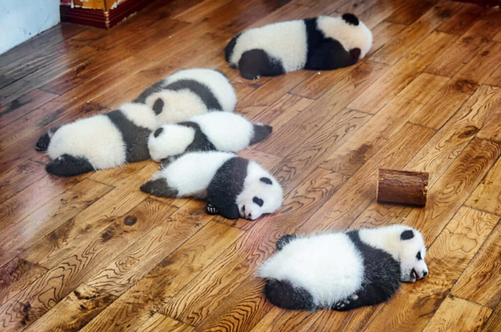 Adorable Baby Pandas Sleeping on Wooden Floor - Serene Wallpaper