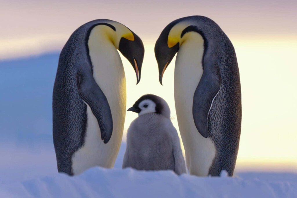 Curious Baby Penguin with Protective Parents in Snowy Landscape Wallpaper