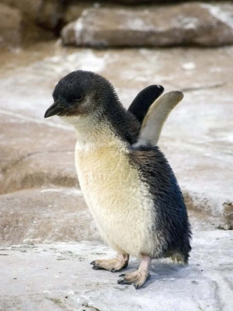 Adorable Baby Penguin Waddles on Rocky Terrain - Fluffy & Soft Gray Wallpaper