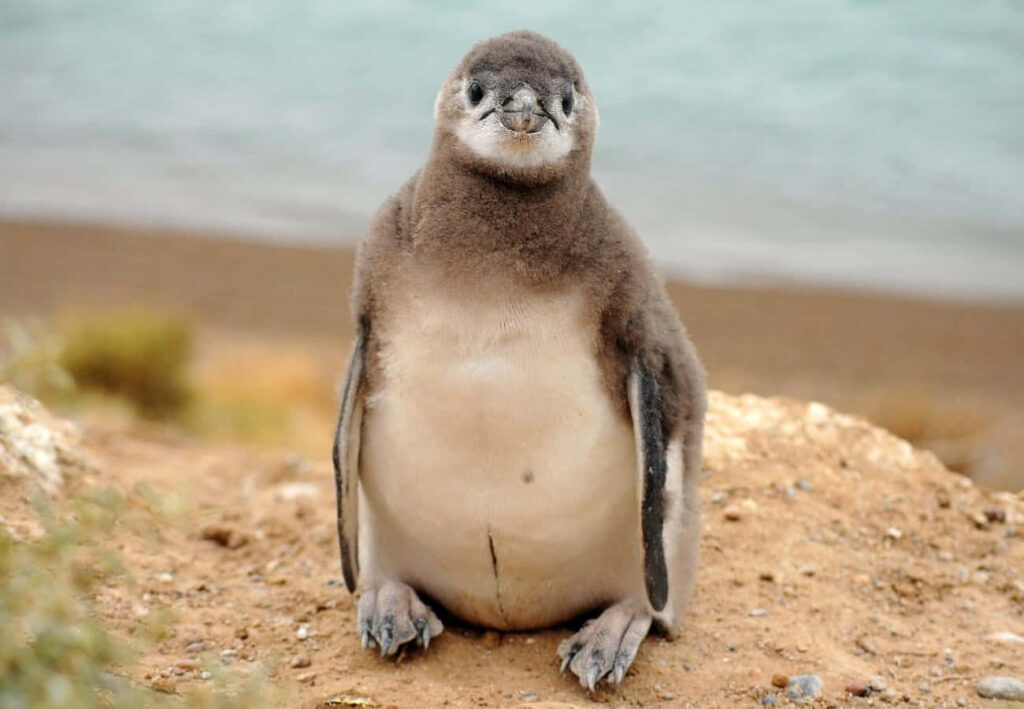 Cute Baby Penguin on Rocky Surface by Water: Charming Serenity Wallpaper