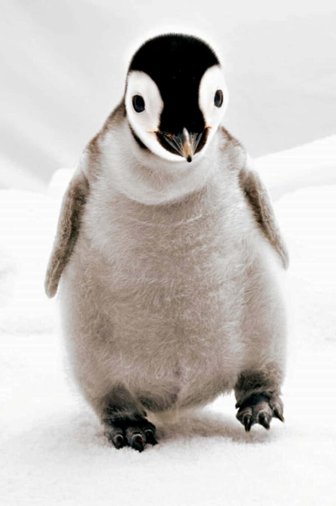 Adorable Baby Penguin Wallpaper on Snowy Background - Huggable Charm