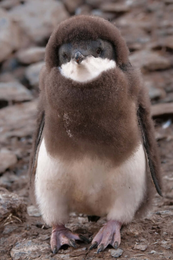 Adorable Baby Penguin Wallpaper: Fluffy & Curious in Nature