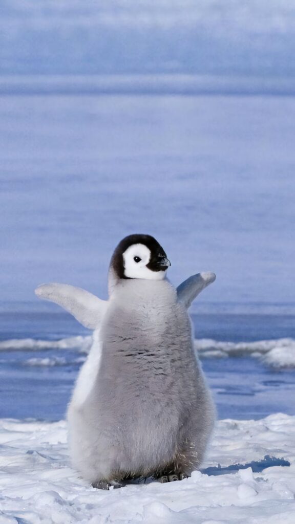 Adorable Baby Penguin Wallpaper: Joyful Wintery Scene Background