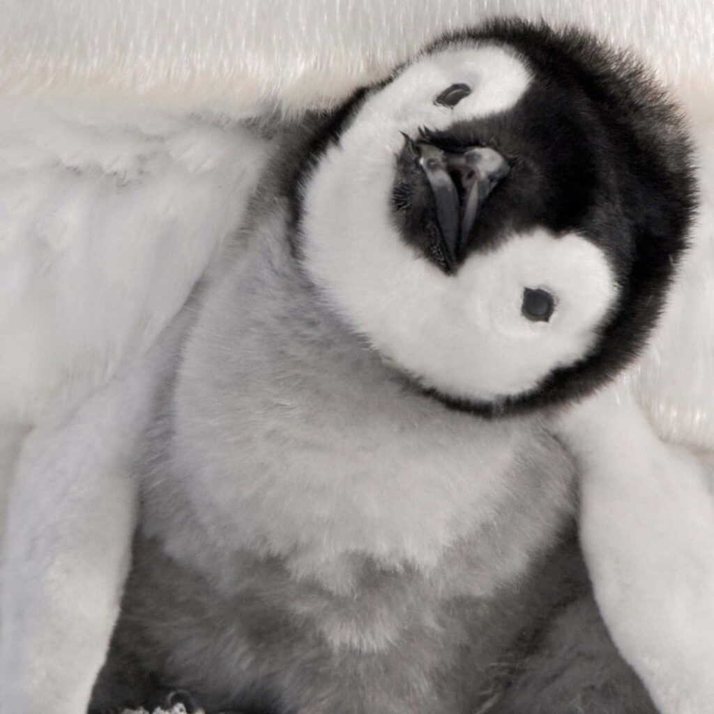 Adorable Baby Penguin Wallpaper: Fluffy & Charming Background