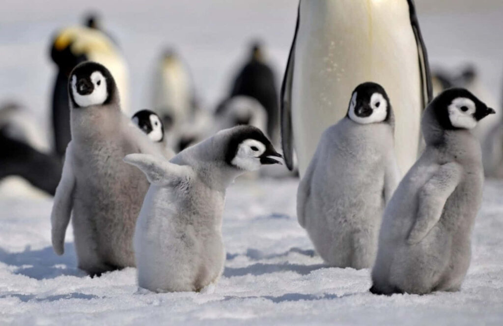 Adorable Baby Penguins Huddling in Snowy Landscape – Innocent Charm Wallpaper