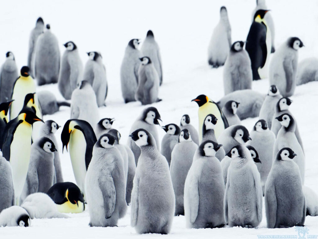 Adorable Baby Penguins Napping in Snowy Natural Habitat Wallpaper