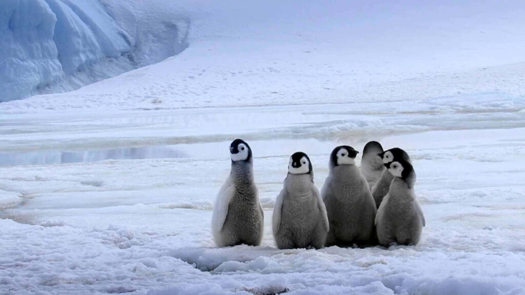 Adorable Baby Penguins on Snowy Landscape - Cute Winter Wallpaper