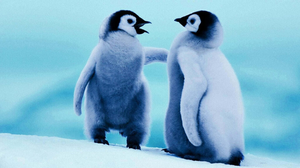 Adorable Baby Penguins in Serene Icy Blue Wallpaper